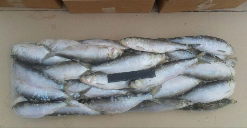Фотография продукта Рыба Морская и Речная (опт) Лучшие цены